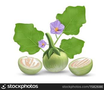 Eggplant vector, leave and purple flower, eggplant cut half realistic design, isolated on white background, Eps 10 vector