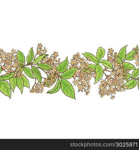 elderberry branch vector pattern. elderberry branch vector pattern on white background