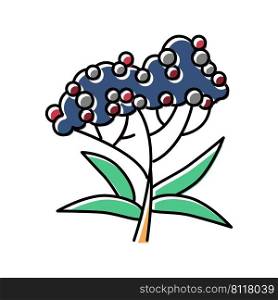 elderberry tree branch color icon vector. elderberry tree branch sign. isolated symbol illustration. elderberry tree branch color icon vector illustration