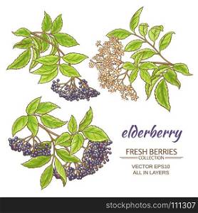elderberry vector set. elderberry branches vector set on white background