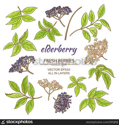 elderberry vector set. elderberry elements vector set on white background