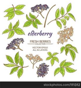 elderberry vector set. elderberry elements vector set on white background