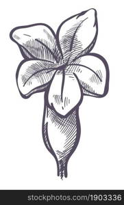 Elegant flower in blossom, spring or summer season of revival. Romantic minimalist bouquet of flora. Tropical decorative botany, natural bouquet. Monochrome sketch outline. Vector in flat style. Flower with leaves and petals, monochrome sketch