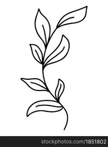 Elegant sheet, vector illustration. Beautiful branch with leaves, single botanical element. Hand drawing.. Elegant sheet, vector illustration.