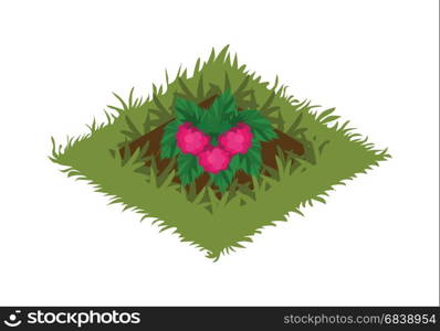 Elements for Tileset Map, Landscape Design or Game Object Set in Colorful Detailed Vector Web, Illustration, Banner or Game. Isometric Cartoon Fruit Garden Bed Planted with Raspberry Bush