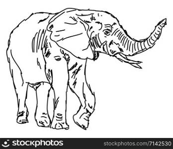 Elephant drawing, illustration, vector on white background.