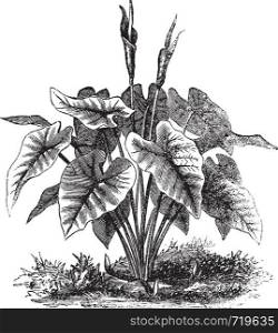 Elephant Ear or Heart of Jesus or Angel Wings or Caladium sp., vintage engraving. Old engraved illustration of an Elephant Ear plant.