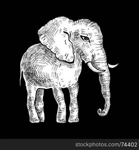 Elephant. Hand drawn Vector illustration, Black background. Elephant. Vector illustration