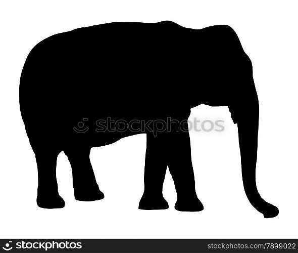 Elephant on white