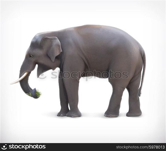 Elephant, vector illustration