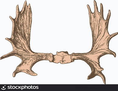 elk antlers with the skull. between the blank space for text