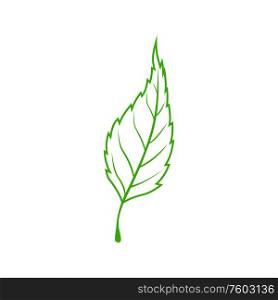 Elm leaf isolated botanical icon. Vector green natural foliage element, outline ash tree leafage. Ash tree or elm leaf isolated symbol