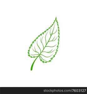 Elm leaf isolated outline silhouette. Vector american elm green foliage, ulmus plant. Ulmus or elm leaf isolated plant