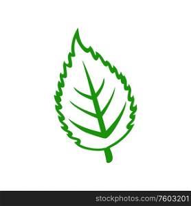 Elm or aspen leaf isolated outline silhouette. Vector green alder leafage, hornbeam or beech foliage. Green alder, aspen or elm leaf isolated