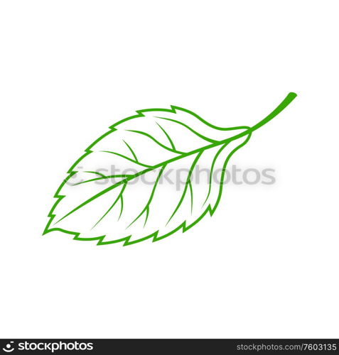 Elm or beech leaf outline skeleton isolated. Vector green realistic plant, spring and ecology symbol. Beech or aspen leaf isolated foliage