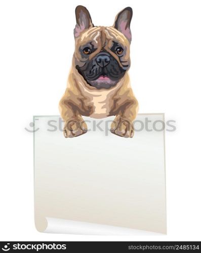 Empty banner with realistic french bulldog dog vector illustration. Dog with template isolated on white background. For print, design, T-shirt, banner, poster. Vector illustration