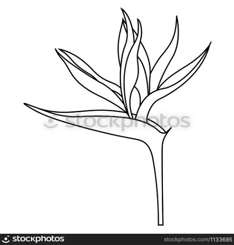 Empty outline of Strelitzia reginae flower or bird of Paradise Flower for coloring.Official flower of Los Angeles. Isolated on white background, flat style