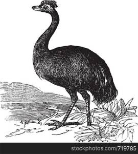 Emu or Dromaius novaehollandiae, vintage engraving. Old engraved illustration of an Emu.