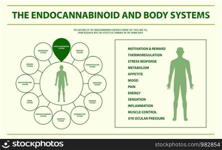 Endocannabinoid and Body Systems - Endocannabinoid System horizontal infographic illustration about cannabis as herbal alternative medicine and chemical therapy, healthcare and medical science vector.