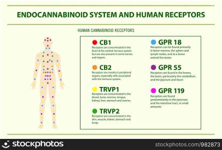 Endocannabinoid System and Human Receptors - Endocannabinoid System horizontal infographic illustration about cannabis as herbal alternative medicine and chemical therapy, healthcare and medical science vector.