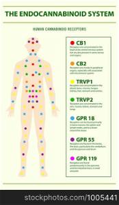 Endocannabinoid System and Human Receptors - Endocannabinoid System vertical infographic illustration about cannabis as herbal alternative medicine and chemical therapy, healthcare and medical science vector.