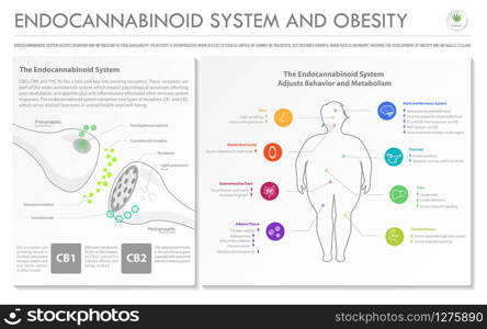 Endocannabinoid System and Obesity horizontal business infographic illustration about cannabis as herbal alternative medicine and chemical therapy, healthcare and medical science vector.