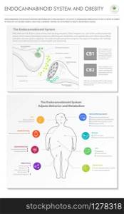 Endocannabinoid System and Obesity vertical business infographic illustration about cannabis as herbal alternative medicine and chemical therapy, healthcare and medical science vector.