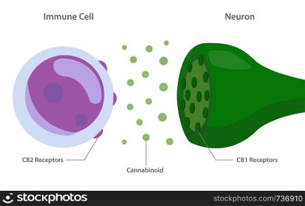 Endocannabinoid System between Immune Cell and Neuron Diagram illustration about cannabis as herbal alternative medicine and chemical therapy, healthcare and medical science vector.