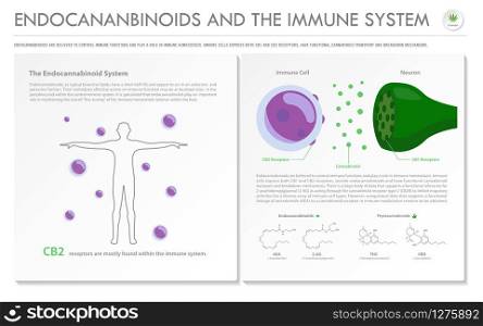 Endocannabinoids and the Immune System horizontal business infographic illustration about cannabis as herbal alternative medicine and chemical therapy, healthcare and medical science vector.