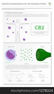 Endocannabinoids and the Immune System vertical business infographic illustration about cannabis as herbal alternative medicine and chemical therapy, healthcare and medical science vector.