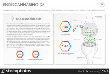 Endocannabinoids horizontal business infographic illustration about cannabis as herbal alternative medicine and chemical therapy, healthcare and medical science vector.