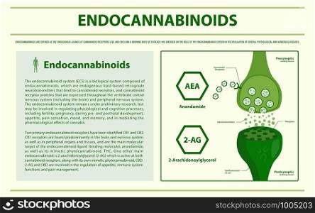 Endocannabinoids horizontal infographic illustration about cannabis as herbal alternative medicine and chemical therapy, healthcare and medical science vector.