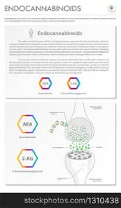 Endocannabinoids vertical business infographic illustration about cannabis as herbal alternative medicine and chemical therapy, healthcare and medical science vector.