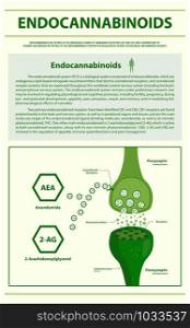 Endocannabinoids vertical infographic illustration about cannabis as herbal alternative medicine and chemical therapy, healthcare and medical science vector.