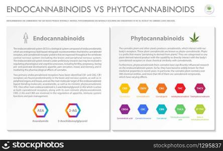 Endocannabinoids vs Phytocannabinoids horizontal business infographic illustration about cannabis as herbal alternative medicine and chemical therapy, healthcare and medical science vector.