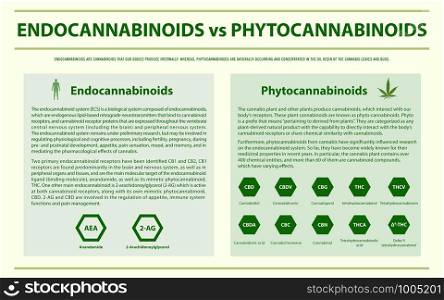Endocannabinoids vs Phytocannabinoids horizontal infographic illustration about cannabis as herbal alternative medicine and chemical therapy, healthcare and medical science vector.