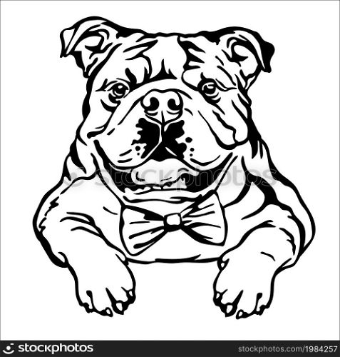 English bulldog black contour portrait. Dog head in front view vector illustration isolated on white. For decoration, design, print, posters, postcards, stickers, t-shirt, cricut,tattoo and embroidery. English bulldog vector black contour portrait vector