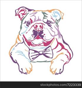 English bulldog color contour portrait. Dog head in front view vector illustration isolated on white. For decoration, design, print, posters, postcards, stickers, t-shirt, cricut,tattoo and embroidery. English bulldog vector color contour portrait vector