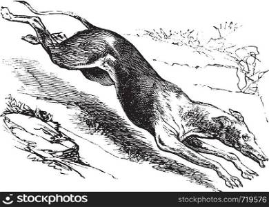 English Greyhound or Canis lupus familiaris, vintage engraving. Old engraved illustration of an English Greyhound.