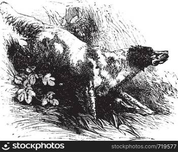 English Setter or Canis lupus familiaris, vintage engraving. Old engraved illustration of an English Setter.