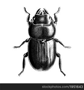Engraved bug illustration. Beetle sketch vector in stipple style.. Engraved bug illustration. Beetle sketch vector in stipple style. Tattoo concept.