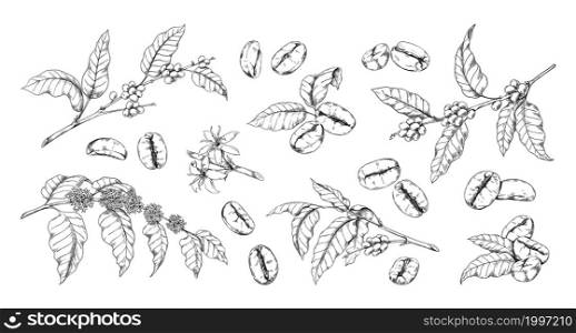 Engraved coffee bean and plant. Hand drawn vintage tree branches with leaves and flowers. Natural organic Arabica drink sketch. Tropical crop for caffeine beverage. Vector botanical elements set. Engraved coffee bean and plant. Hand drawn vintage branches with leaves and flowers. Natural Arabica drink sketch. Tropical crop for caffeine beverage. Vector botanical elements set