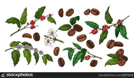 Engraved colored coffee. Hand drawn Arabica plant with green leaves and red beans. Sketch of tree branch and flowers. Organic botanical collection. Vector morning caffeine drink isolated elements set. Engraved colored coffee. Hand drawn plant with green leaves and red beans. Sketch of tree branch and flowers. Organic botanical collection. Vector morning caffeine drink elements set