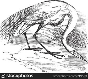 Engraving of a White Heron or egret (Ardea egretta). Old vintage engraved illustration of the great white egret or heron in his environment.