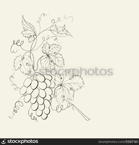 Engraving of grapes branch. Vector illustration.