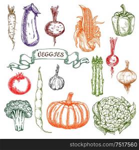 Engraving sketch illustration of fresh picked ripe tomato and pepper, onion and garlic, eggplant and beet, beans and broccoli, pumpkin and corn, radishes, cauliflower and asparagus vegetables. Sketches of fresh picked ripe vegetables