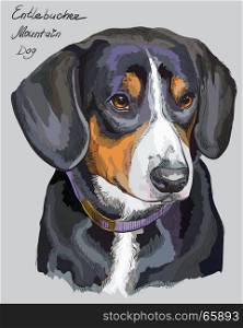 Entlebucher Mountain Dog vector hand drawing illustration in different color on grey background