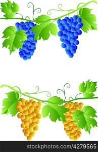 EPS 10 Grapevine of two colors on a white background