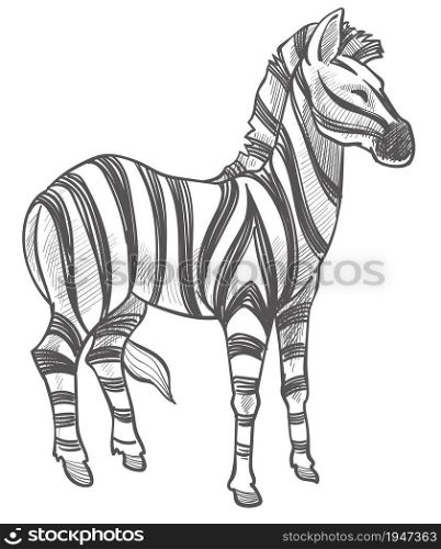 Equine animal from africa, stallion or mane zebra. Isolated fauna of zoo or natural reservation parks. Herbivore mammal monochrome sketch outline. Wildlife and wilderness. Vector in flat style. Zebra equine animal monochrome sketch outline