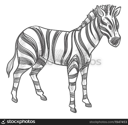 Equine animal, isolated mammal with stripes on skin. Wildlife and wild fauna. Stallion of national parks or reservations. Wilderness colorless. Monochrome sketch outline, vector in flat style. Zebra animal, equine mammal with stripes sketch